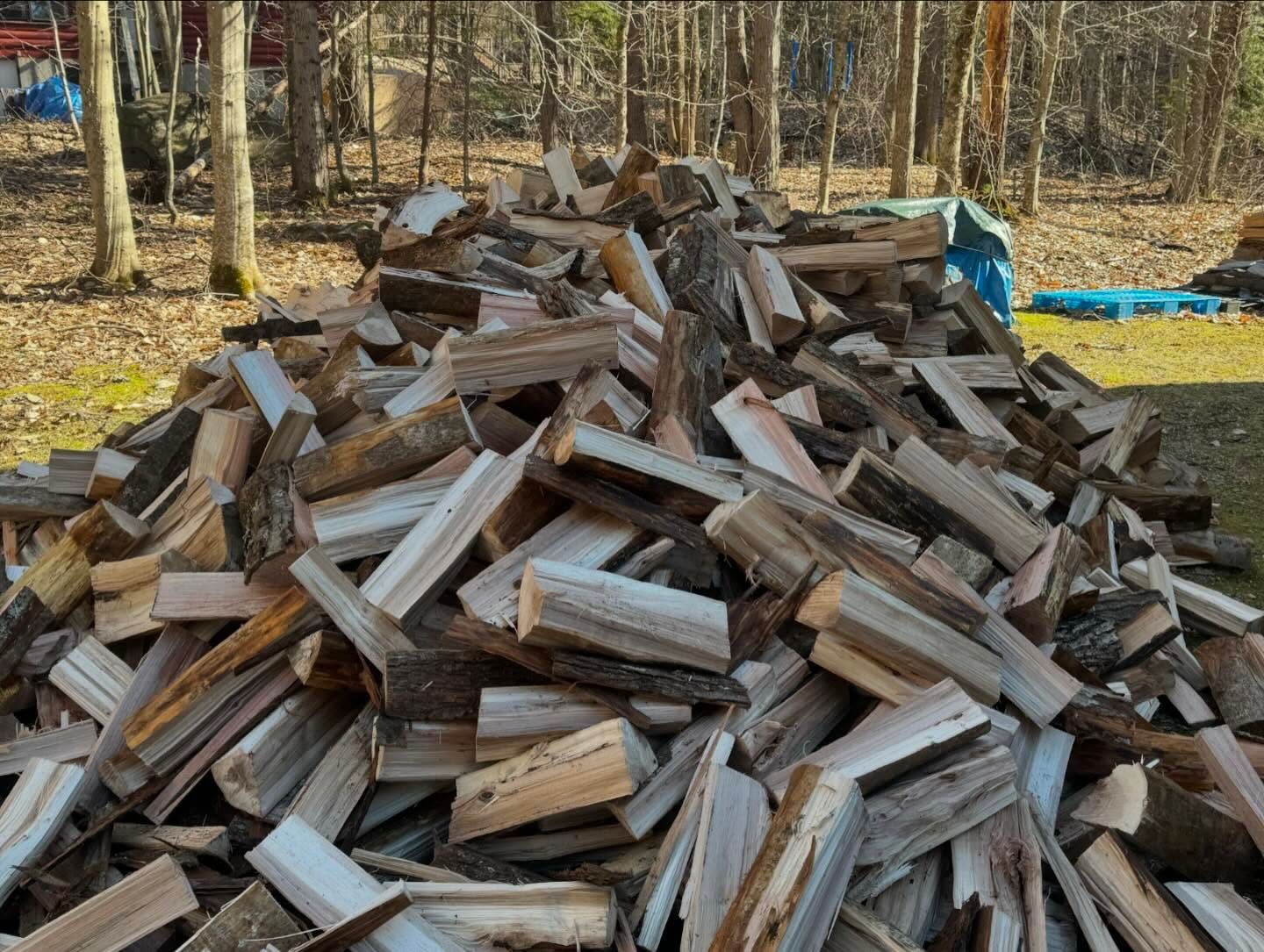 Pile of chopped firewood stacked outdoors in a wooded yard