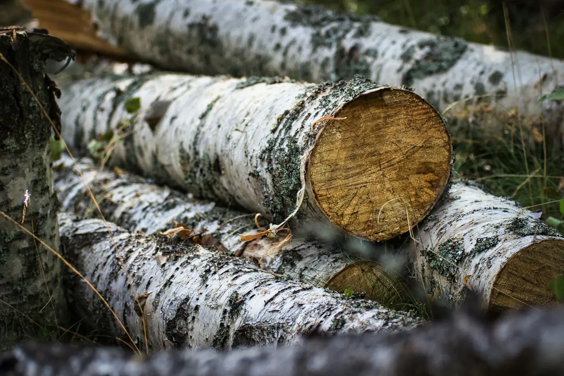 Stacked birch logs with white bark and cut ends lying in a forest clearing