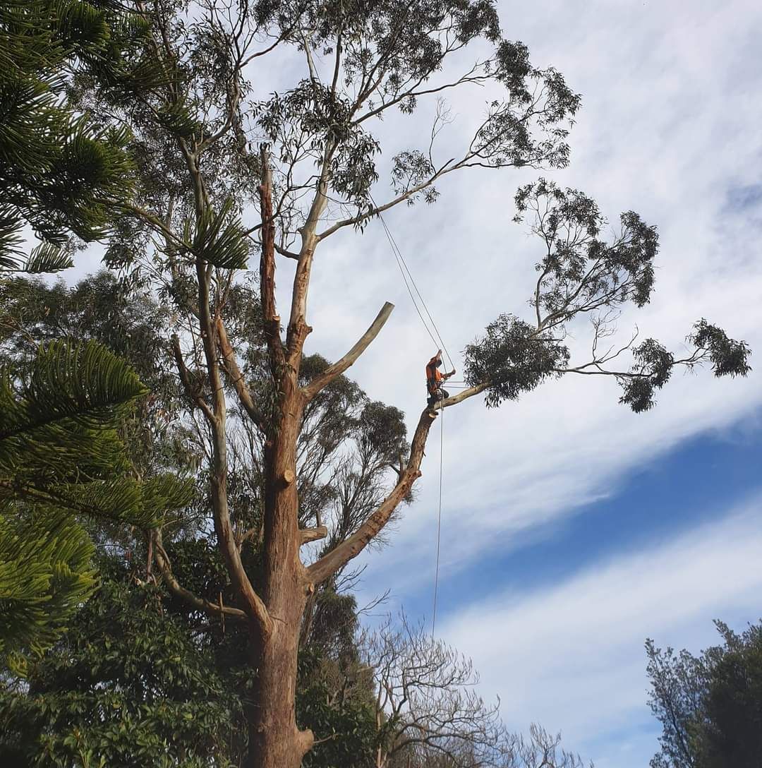 Tall tree with sparse branches against a cloudy blue sky in a wooded area