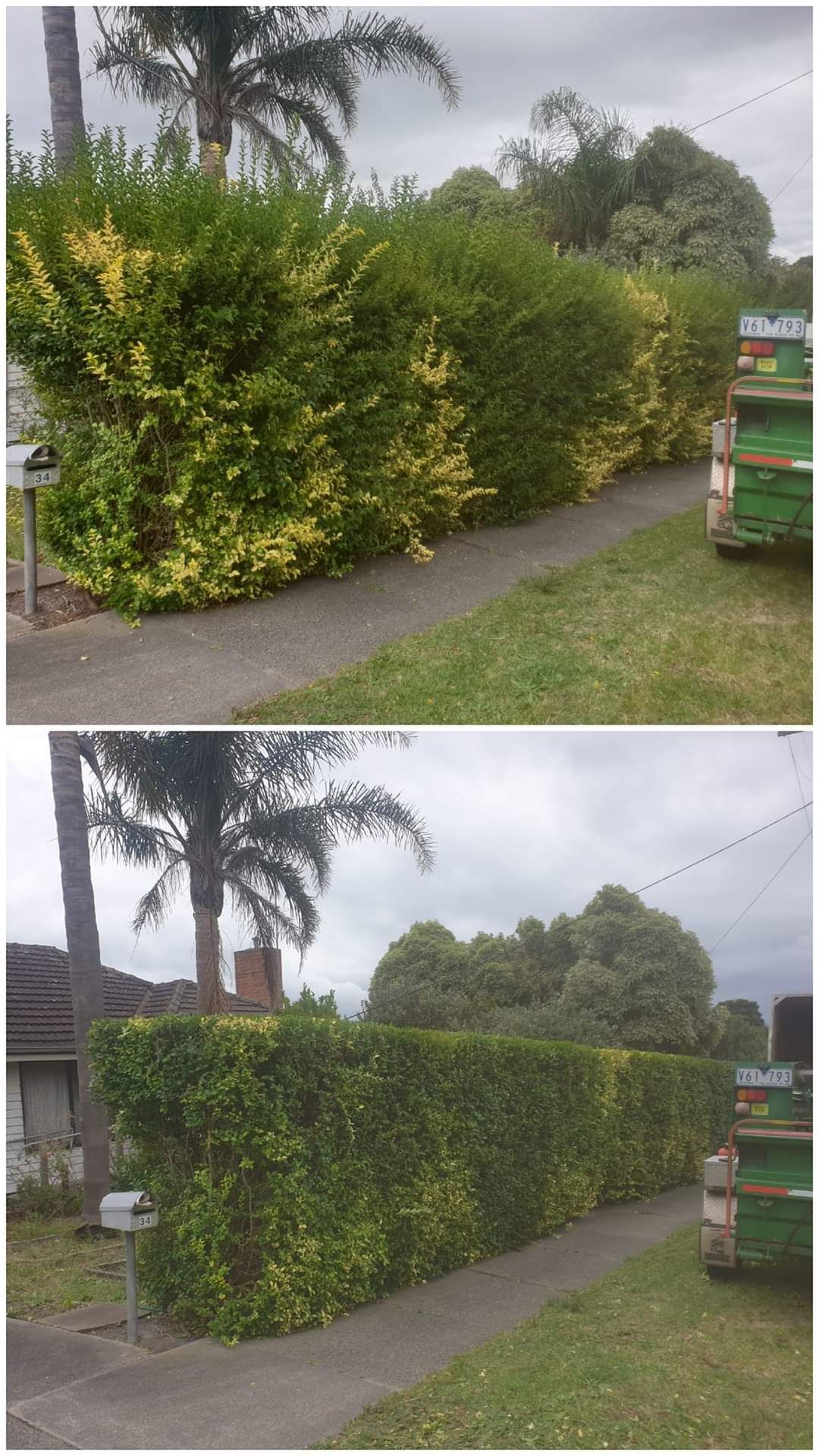 Two hedges along a wet walkway, top trimmed yellow-green and bottom dense dark green, with palm trees in the background.