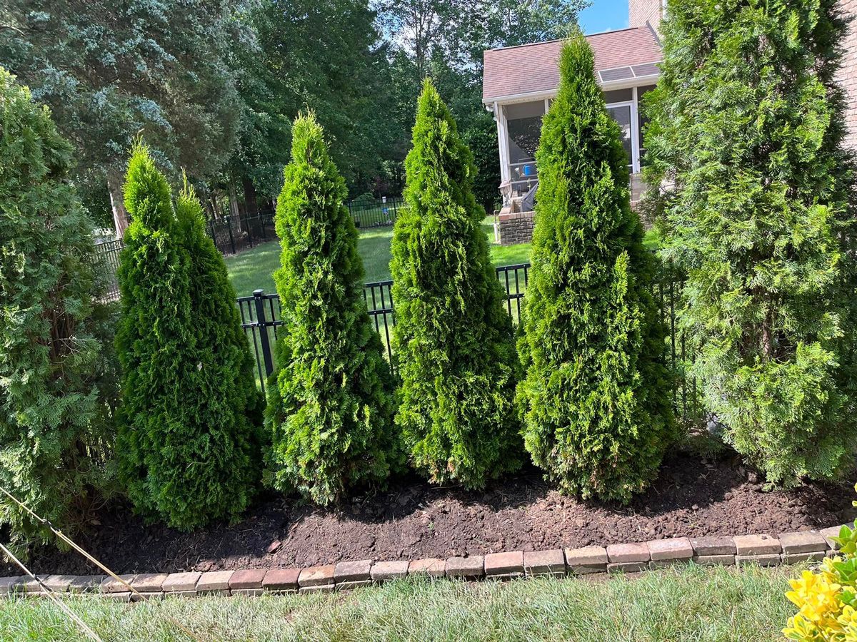 Privacy Trees & Bushes Charlotte, NC Southern Style Turf