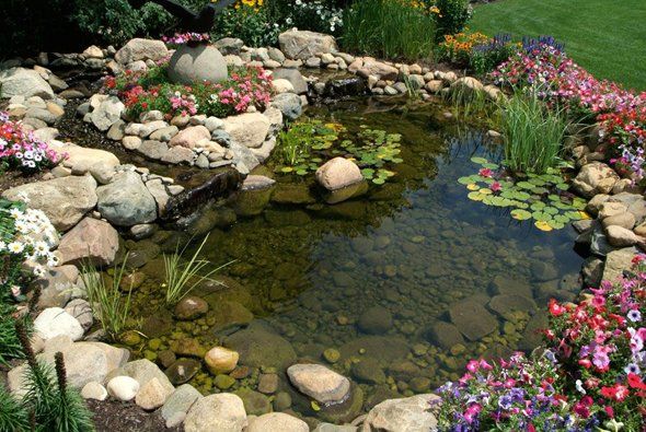 Small, clear pond with rocks and colorful flowers.