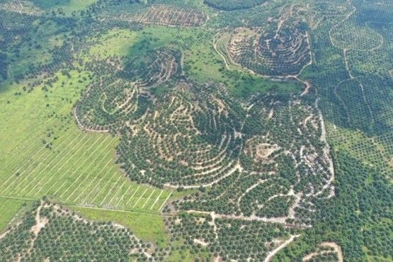 Pemandangan udara landskap hijau subur dengan gunung dan padang.