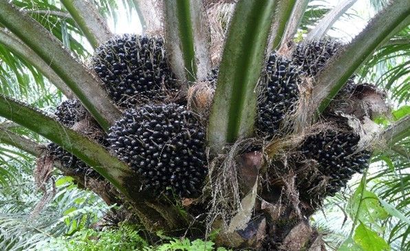 Pokok palma dengan banyak biji hitam tumbuh di atasnya.
