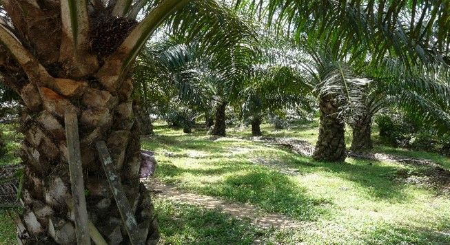 Sekumpulan pokok palma yang tumbuh di padang hijau yang subur.