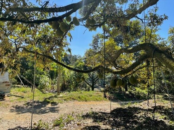 Pokok dengan banyak buah-buahan yang tergantung padanya