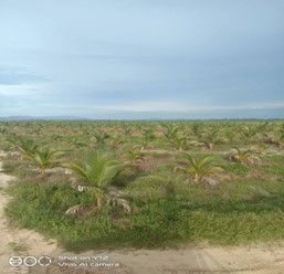 Ladang pokok palma dengan latar belakang langit biru.