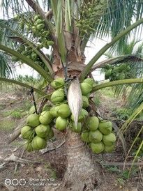 Setandan kelapa tergantung pada pokok kelapa.