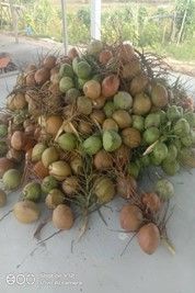Selonggok kelapa duduk di atas meja.