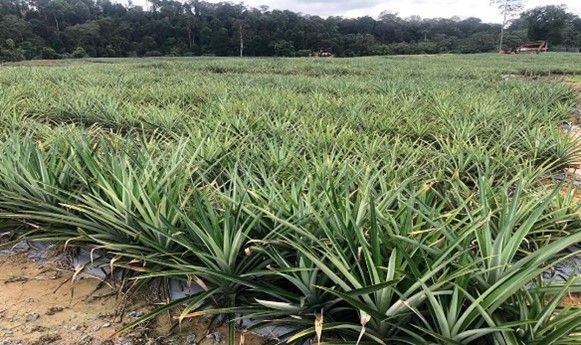 Ladang tanaman nanas yang tumbuh di dalam tanah