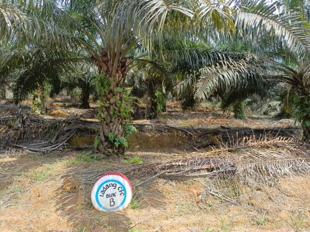 There is a sign in the middle of a palm tree plantation.