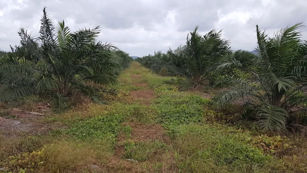 A dirt road surrounded by trees on a cloudy day.