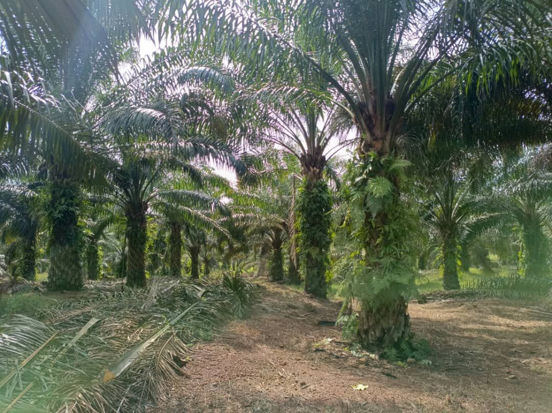 There are many palm trees in the middle of a forest.