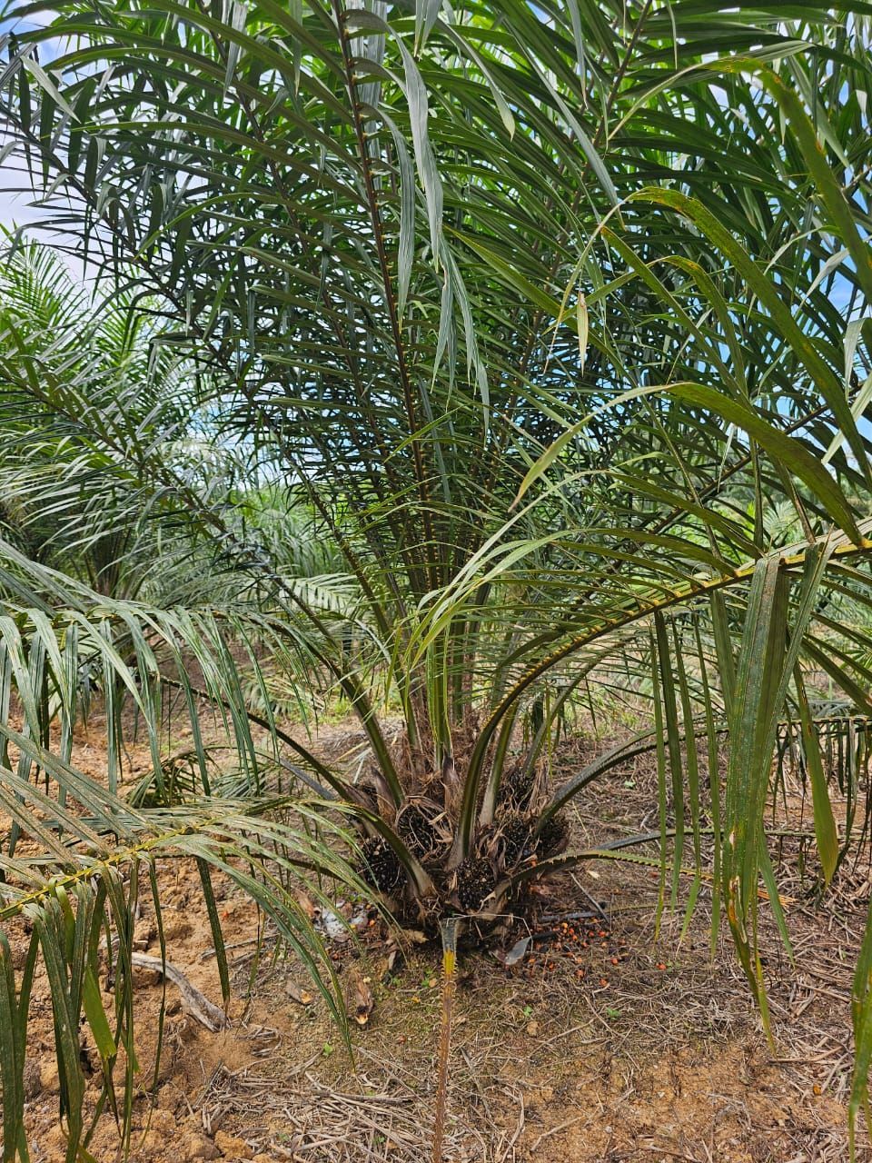 A palm tree is growing in the middle of a field.
