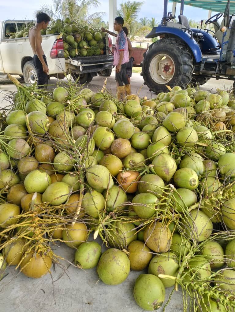 A pile of coconuts is sitting on the ground next to a tractor.