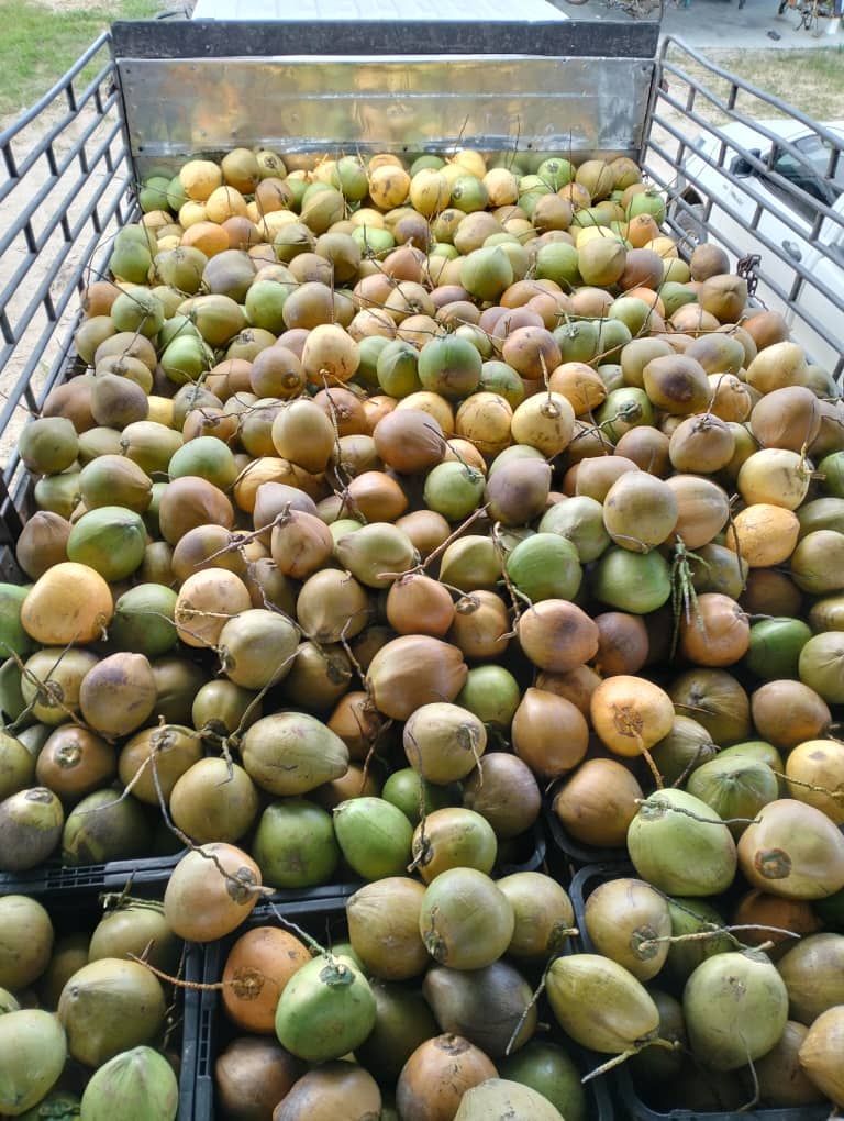 A truck filled with lots of kiwi fruits.