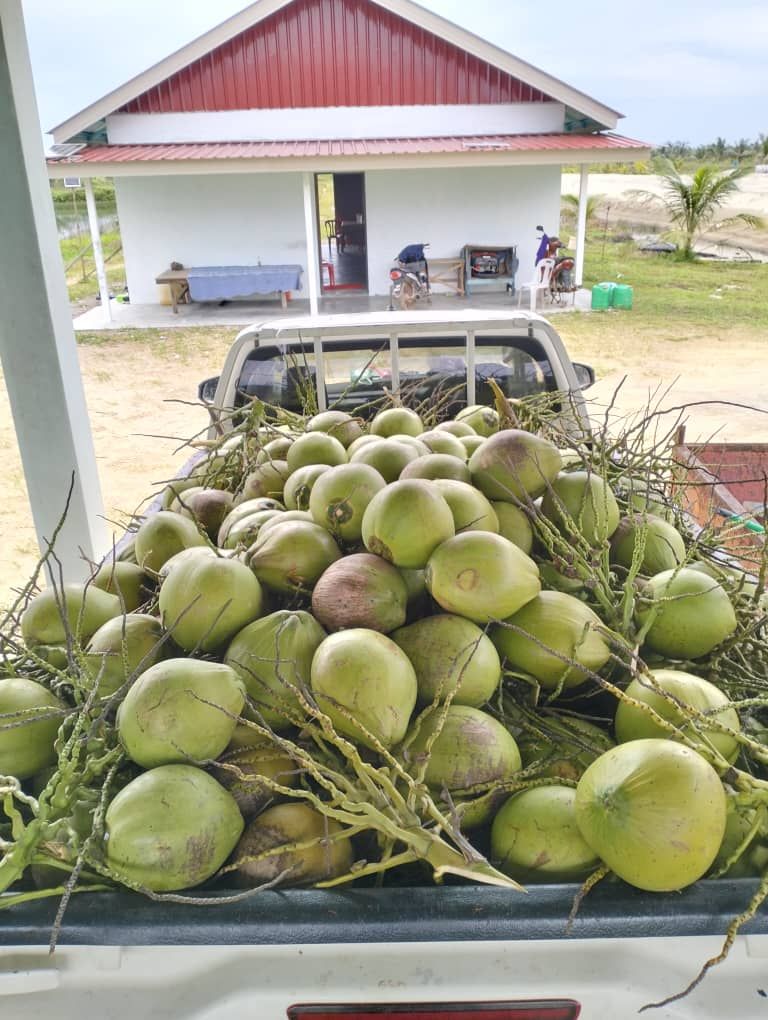 A truck filled with coconuts is parked in front of a house.