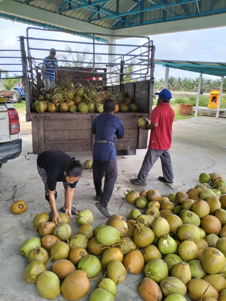 A truck filled with coconuts is being loaded with coconuts.