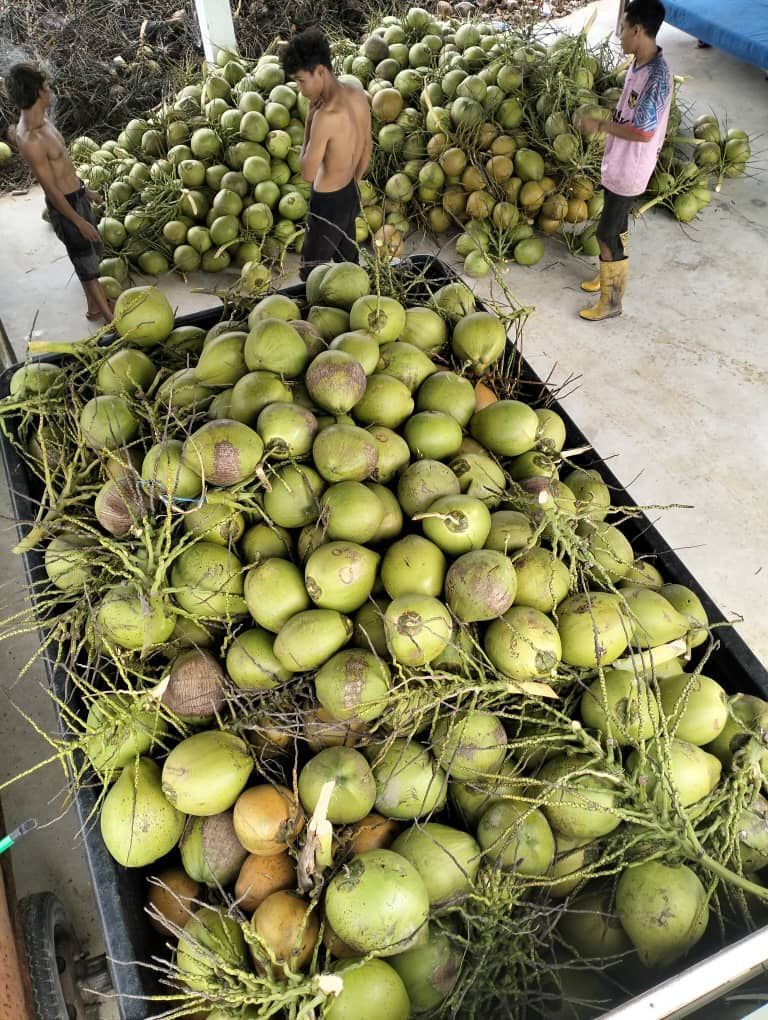 A bunch of coconuts are sitting on top of each other on a table.