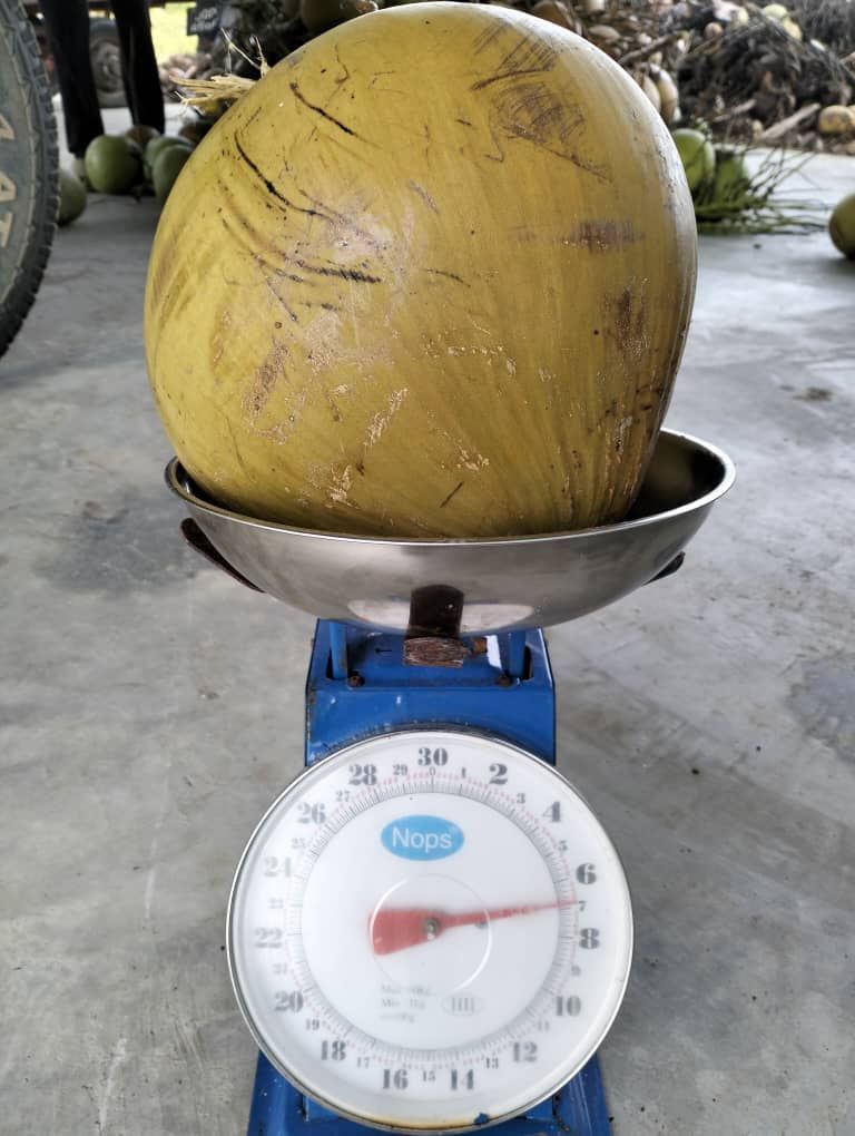 A large coconut is sitting on top of a scale.