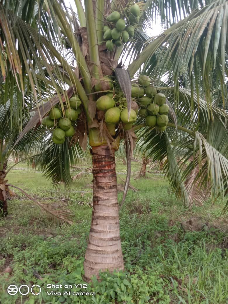 A coconut tree with lots of coconuts growing on it.