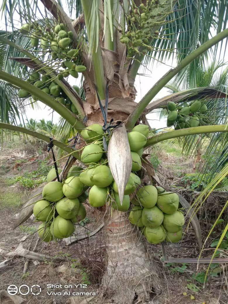 A bunch of green coconuts hanging from a coconut tree.