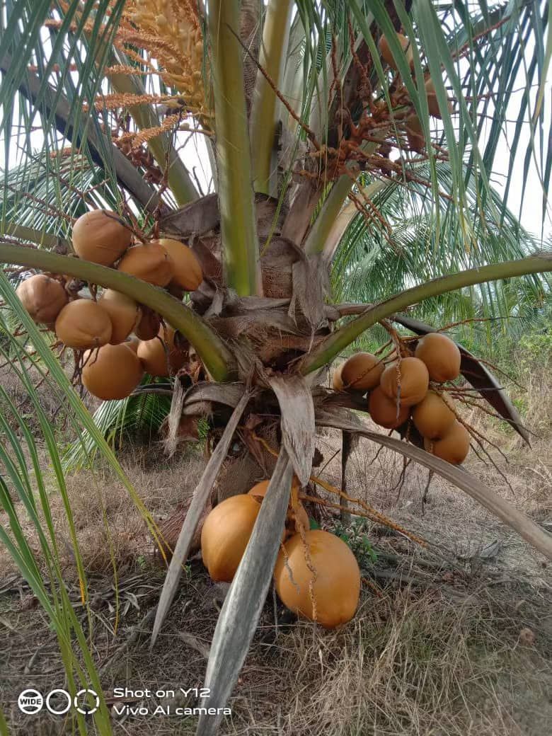 A coconut tree with lots of coconuts growing on it.