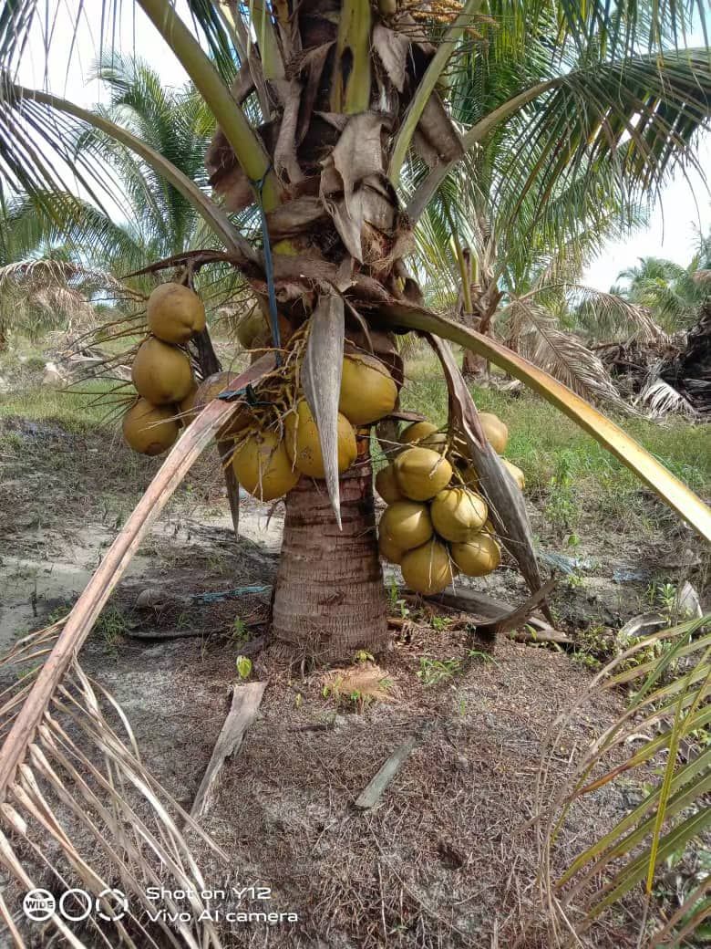 A coconut tree with lots of coconuts growing on it.