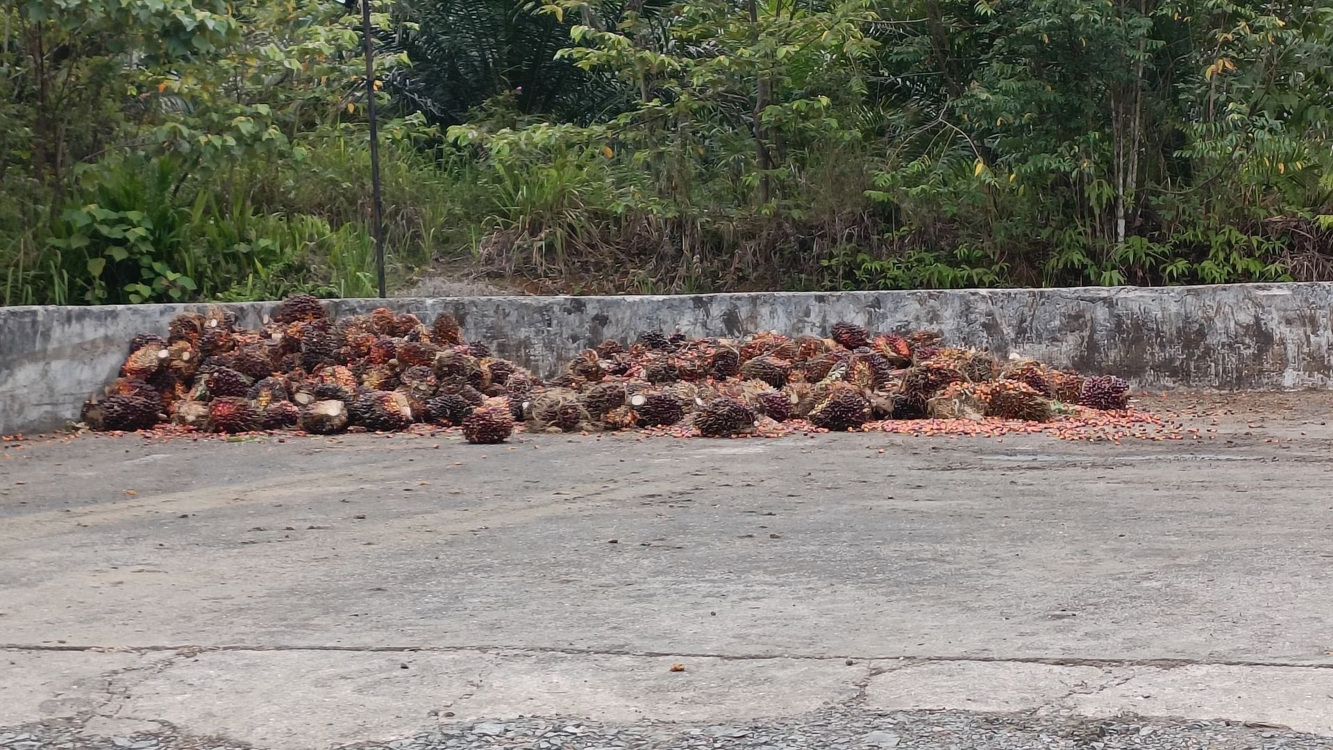 A pile of palm trees laying on the ground next to a wall.