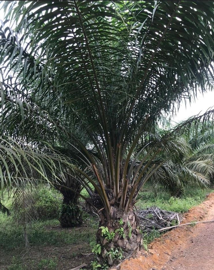 Pokok palma tumbuh di ladang bersebelahan jalan tanah.
