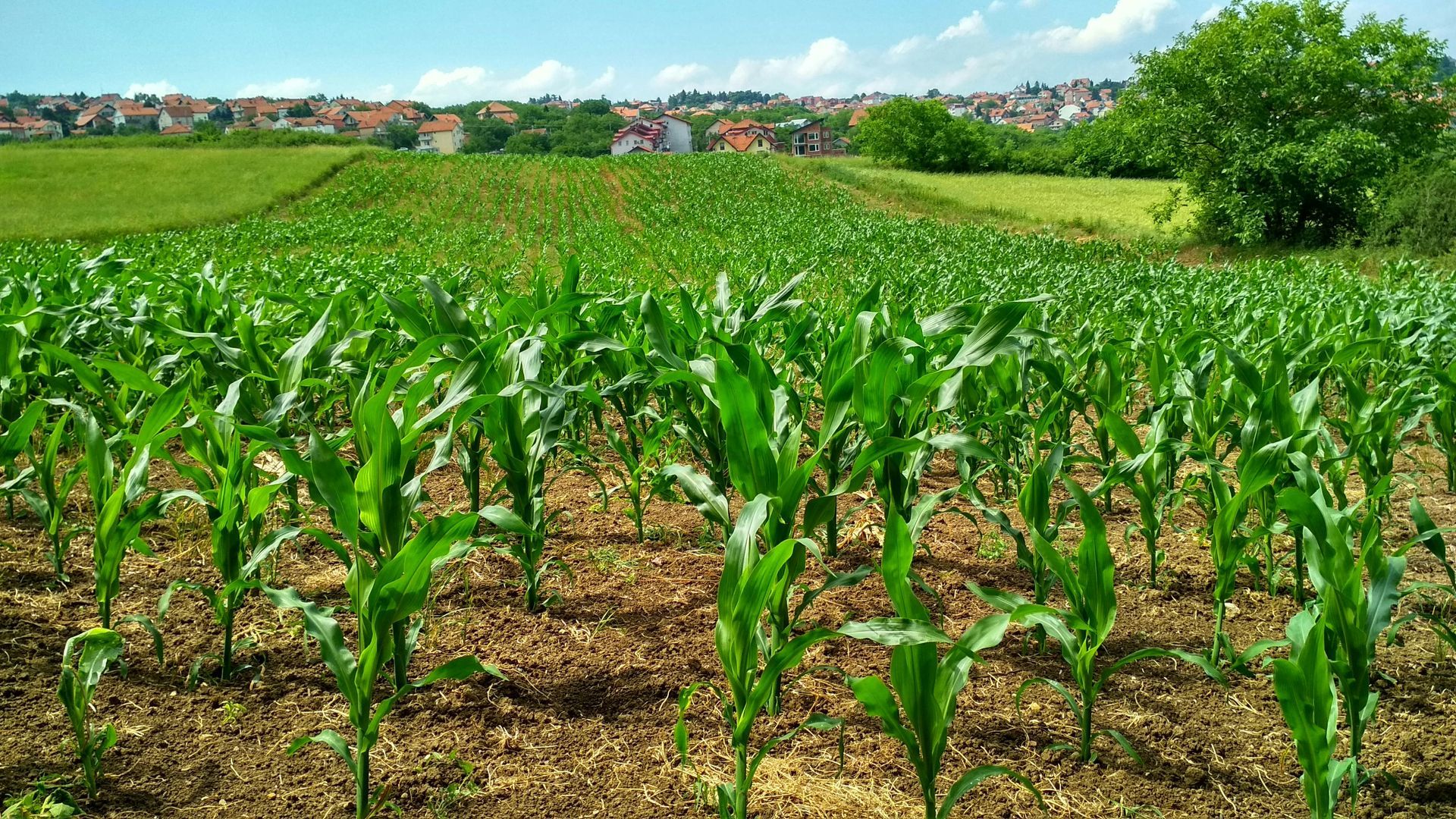 Ladang pokok jagung yang tumbuh di dalam tanah pada hari yang cerah.