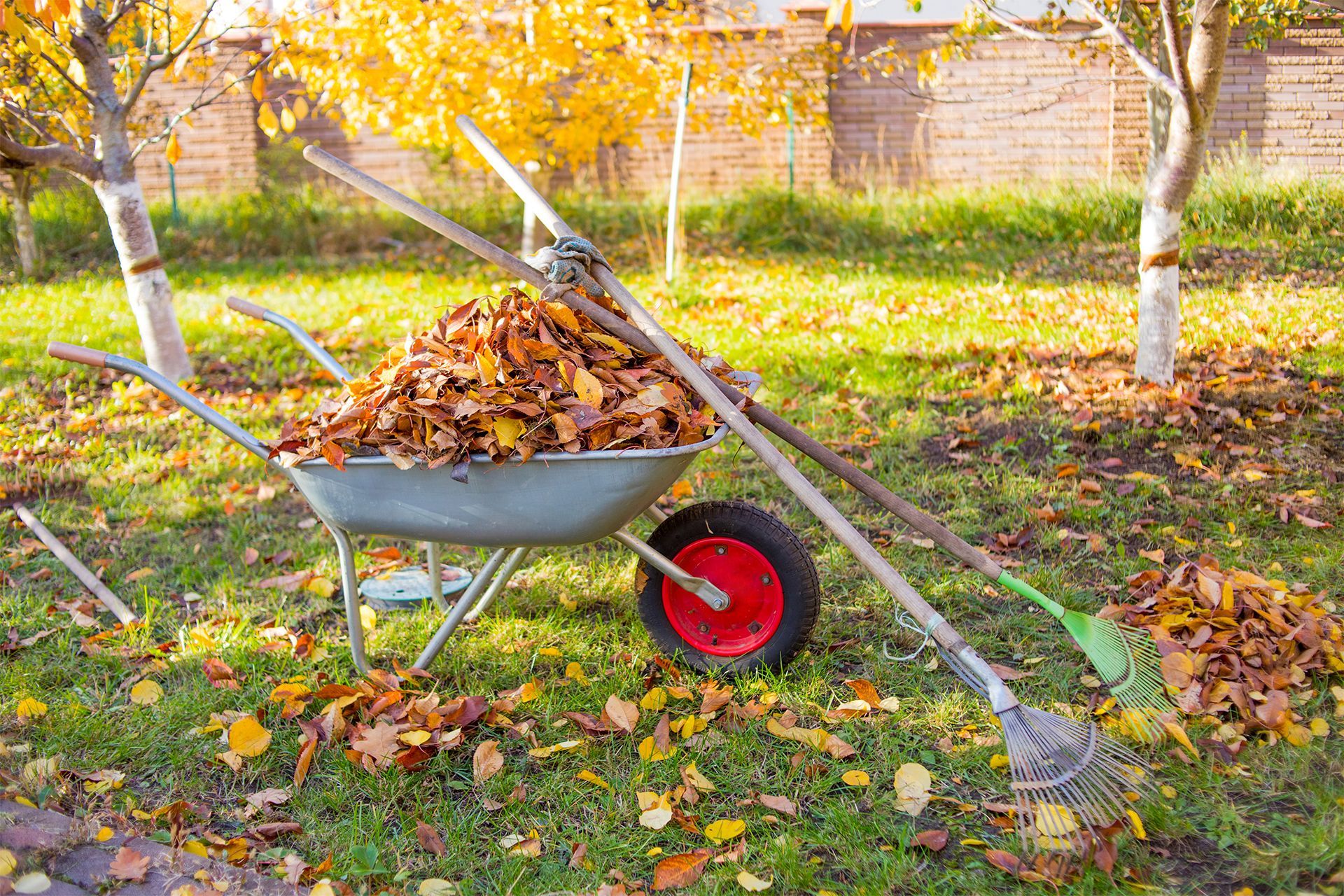 Wheelbarrow Full of Leaves