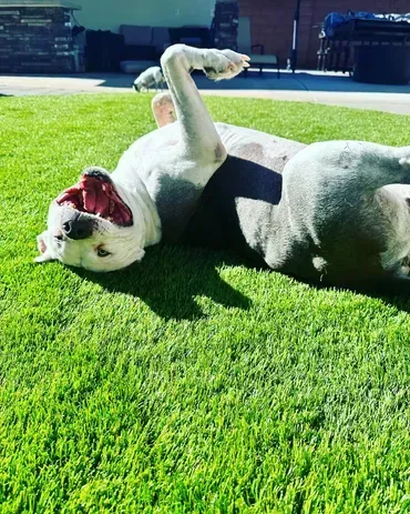 Happy, light-colored dog rolling on its back in green grass on a sunny day.