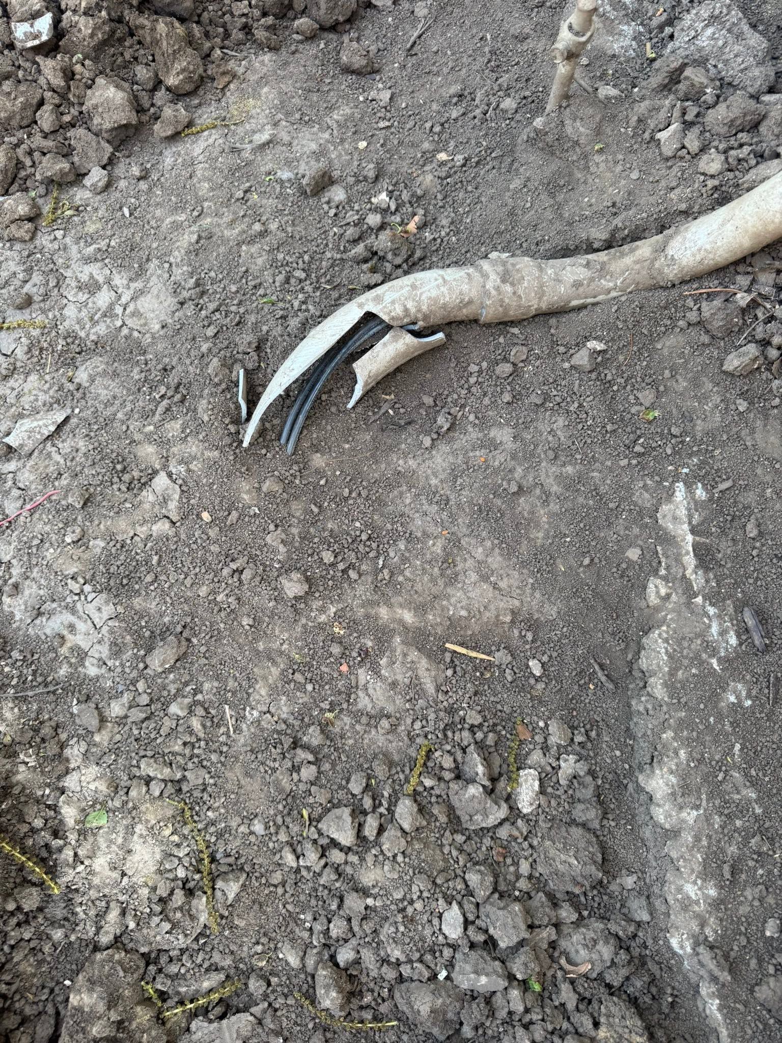 A pale snake’s body on rocky ground, with its head partially visible and dark markings near the mouth.