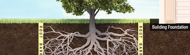 Tree with roots spreading underground beside a building foundation cross-section diagram