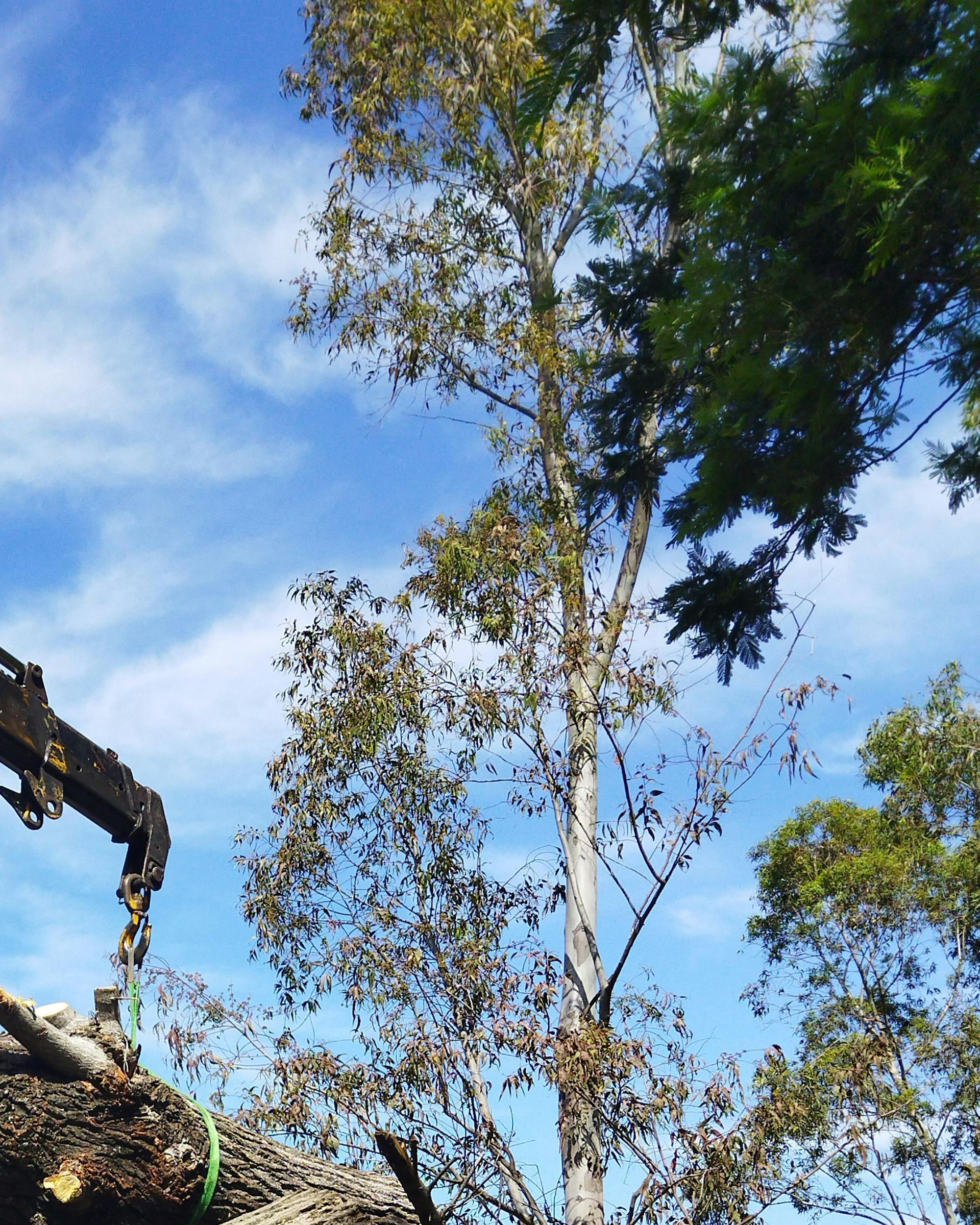 tree service in oxnard california