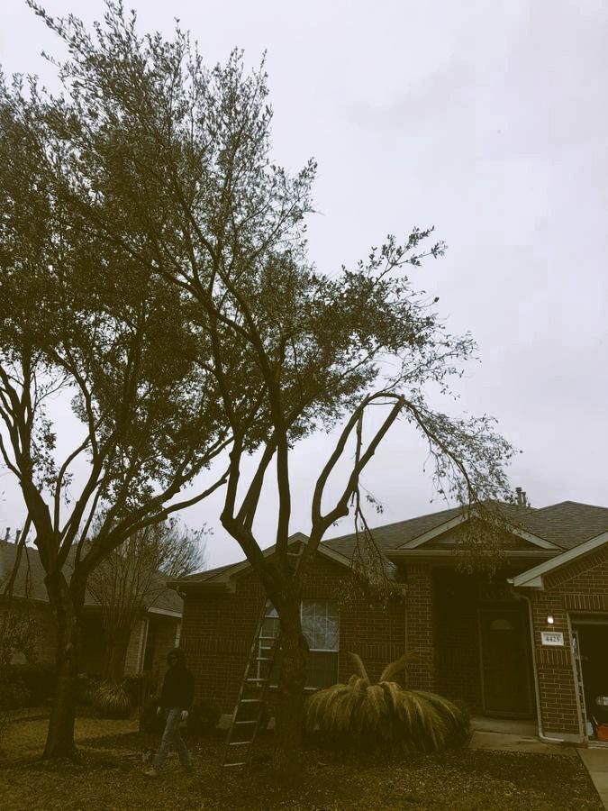tree service in oxnard california