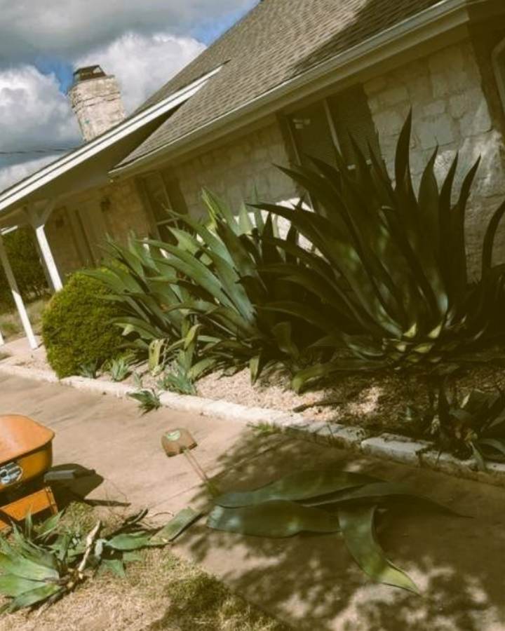 tree-service-in-oxnard-california