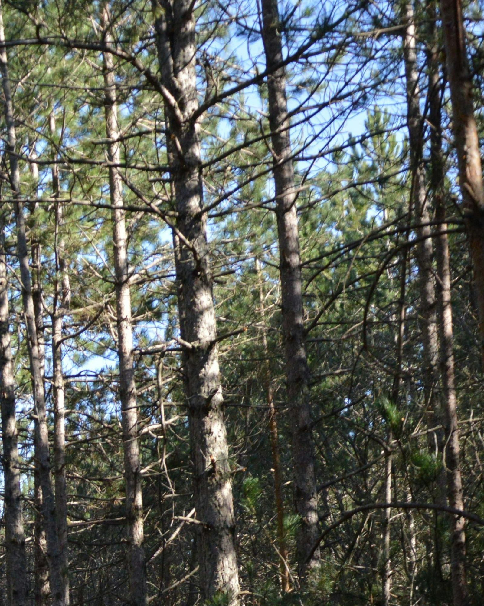 tree service in oxnard california