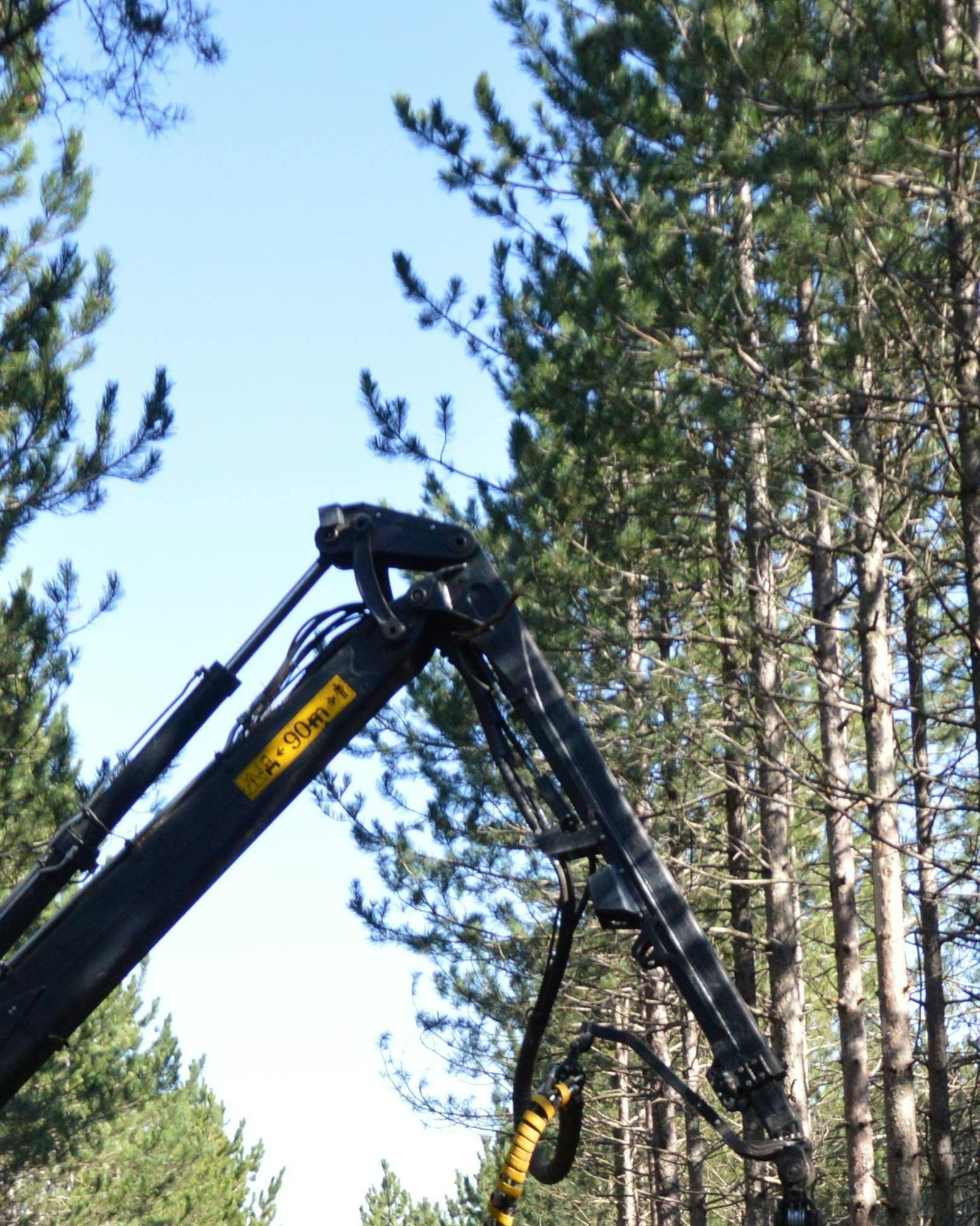 tree-service-in-oxnard-california