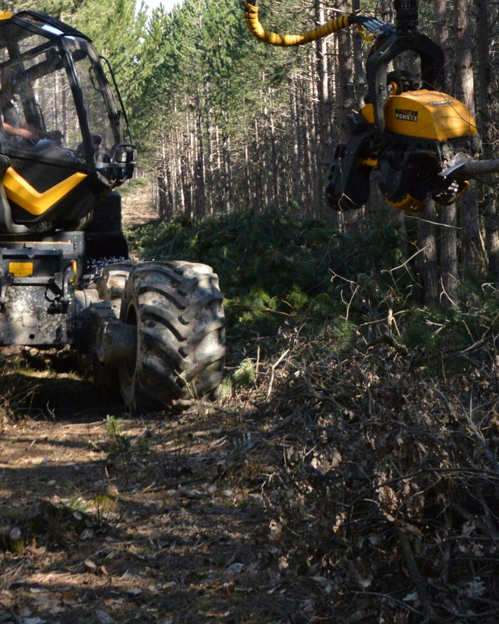 tree service in oxnard california