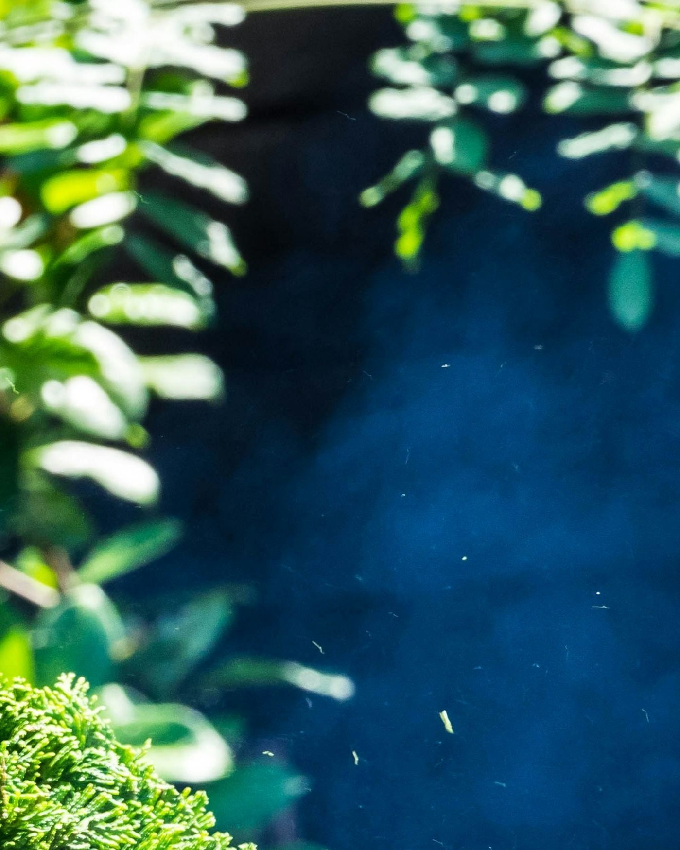 tree service in oxnard california
