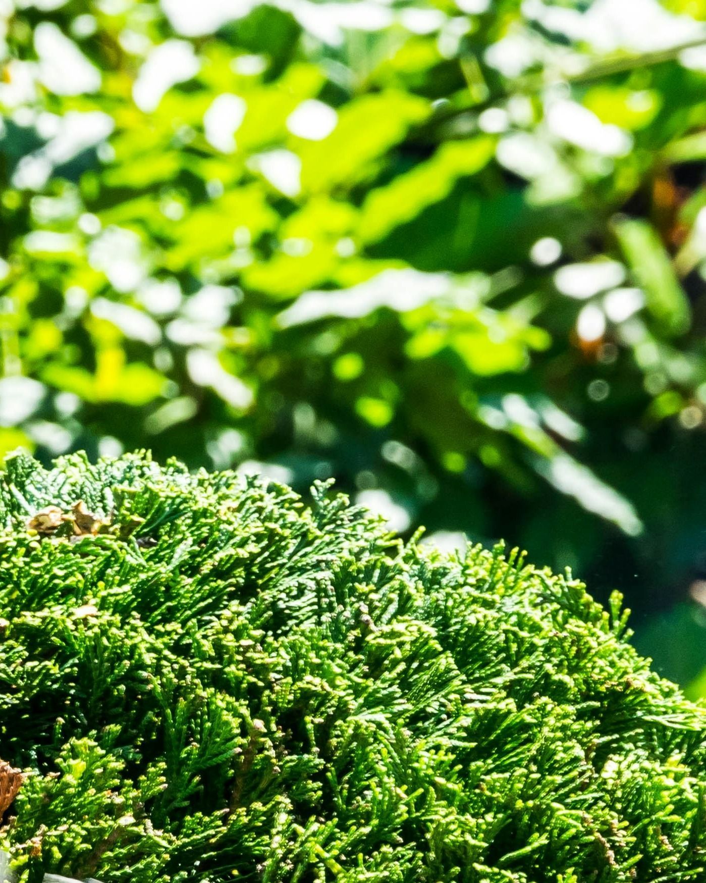 tree service in oxnard california