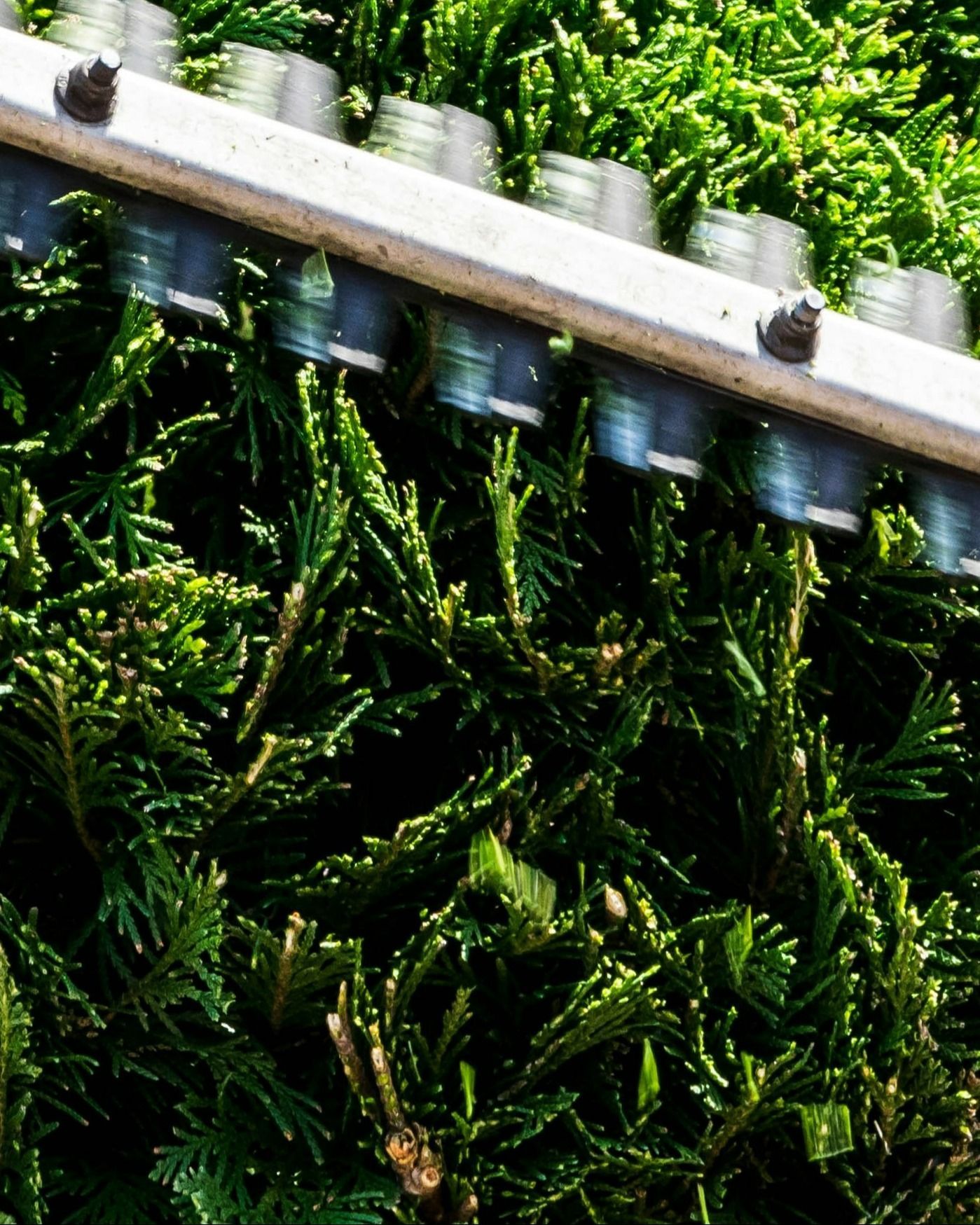tree service in oxnard california
