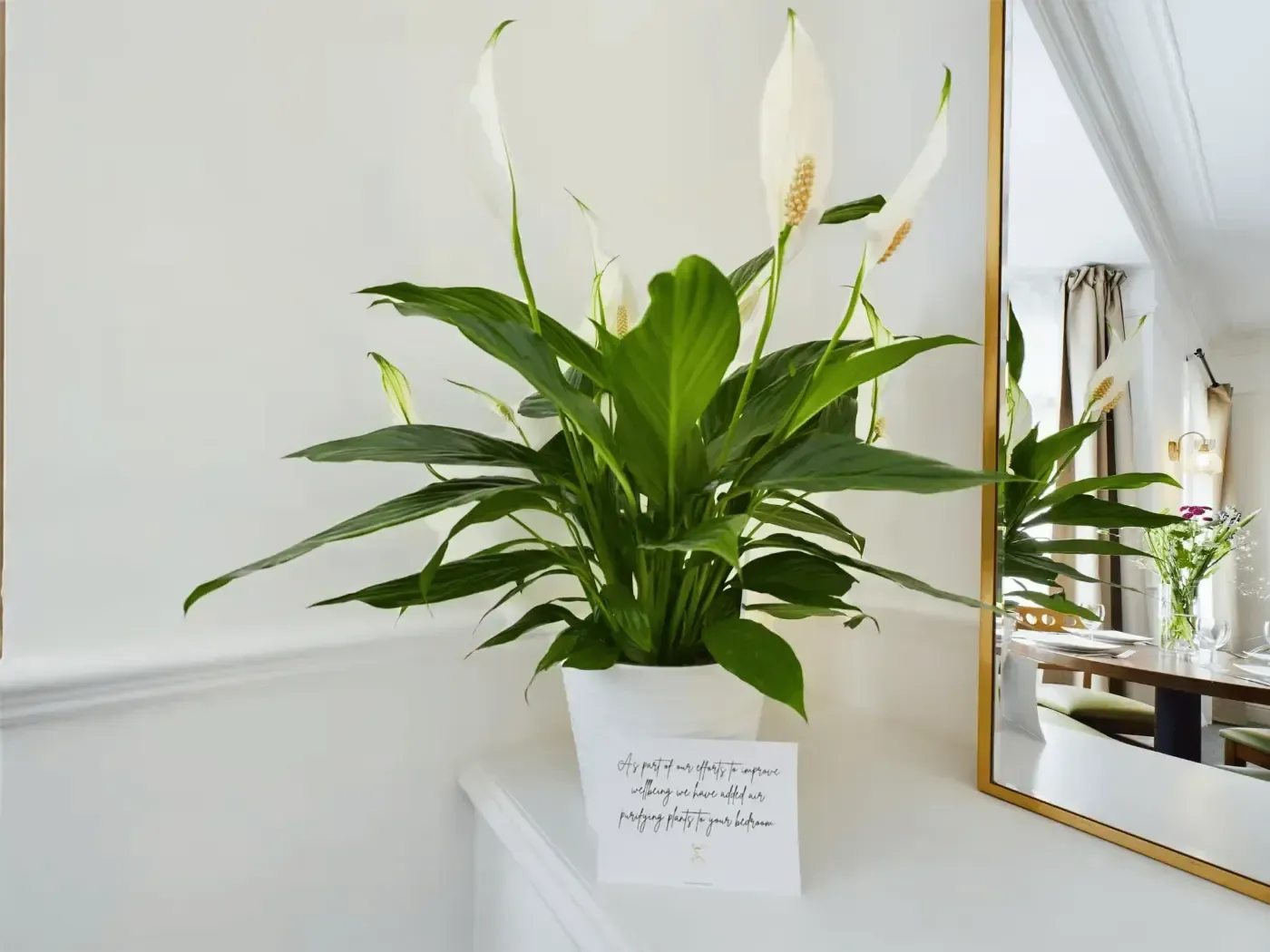 Potted peace lily with white blooms on a wall shelf beside a gold-framed mirror