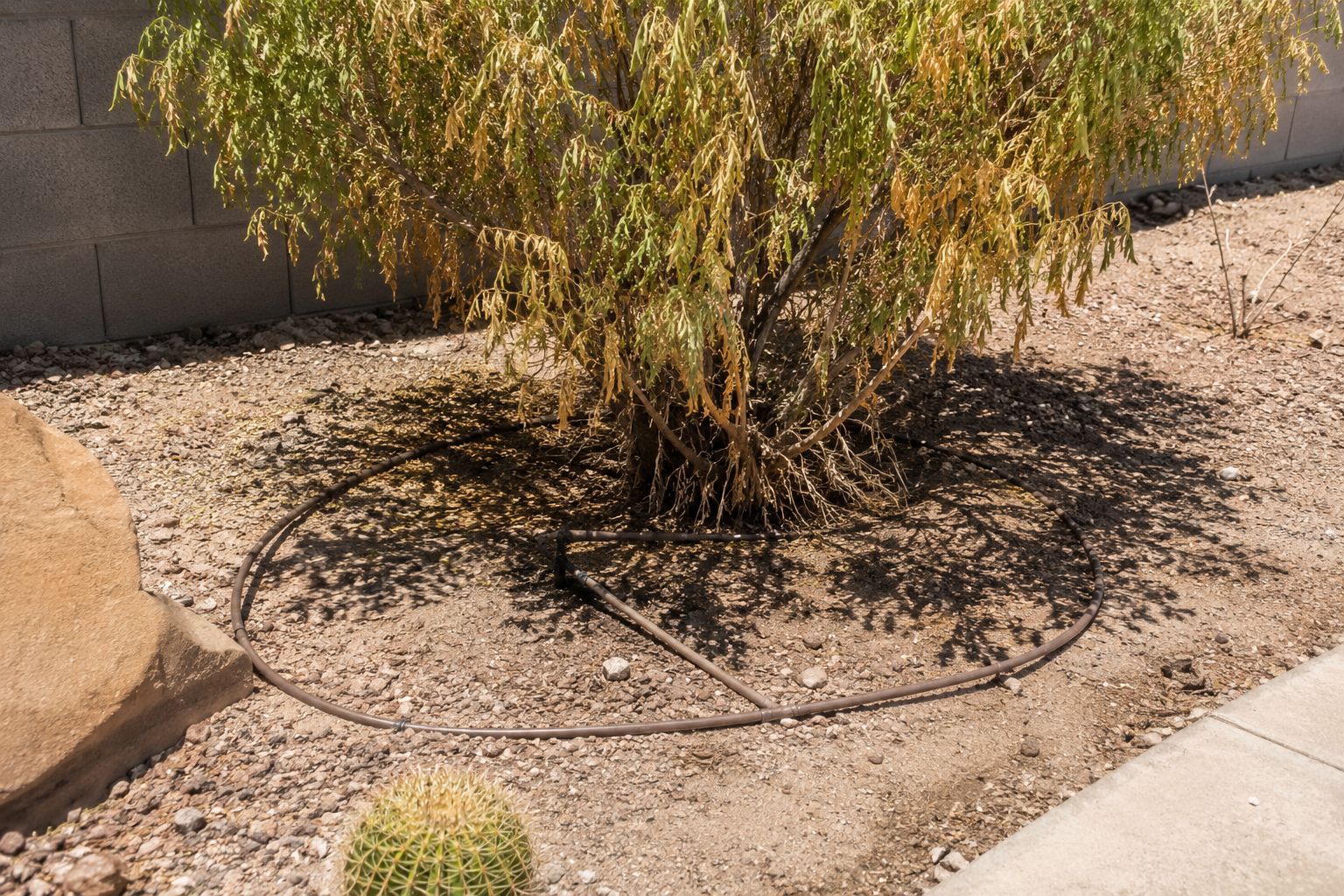 Desert landscaping with a small tree, gravel bed, and curved edging beside a sidewalk and wall