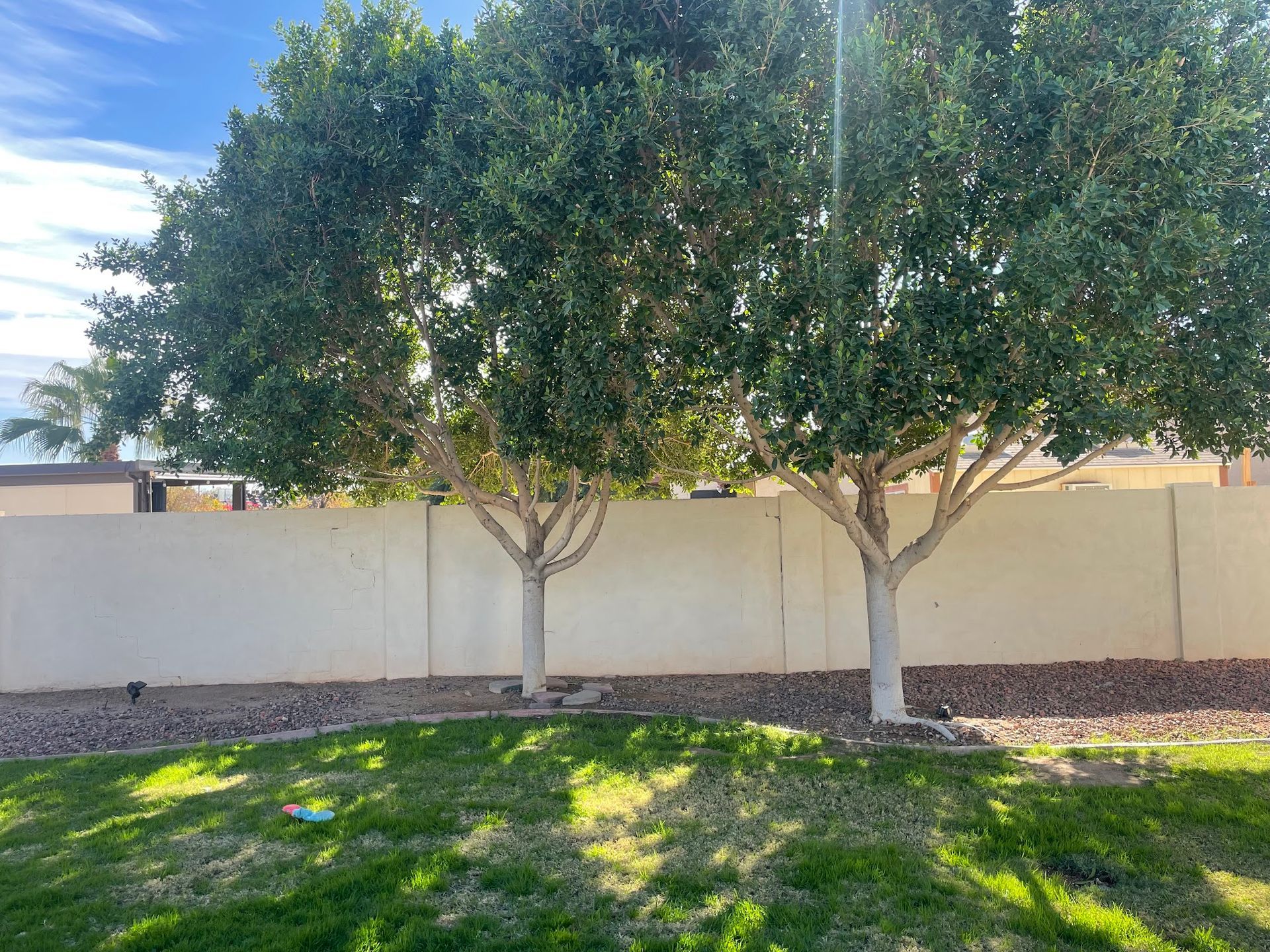 Two trees with white trunks and green foliage in a yard with a white wall backdrop and green grass.