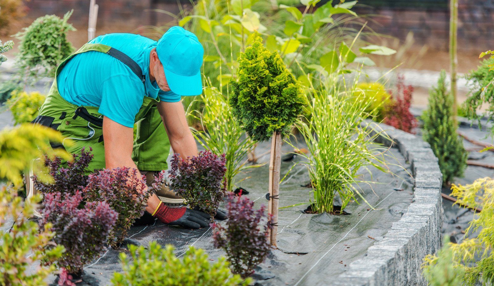 Gardener planting shrubs in a garden bed lined with dark fabric and decorative stones.