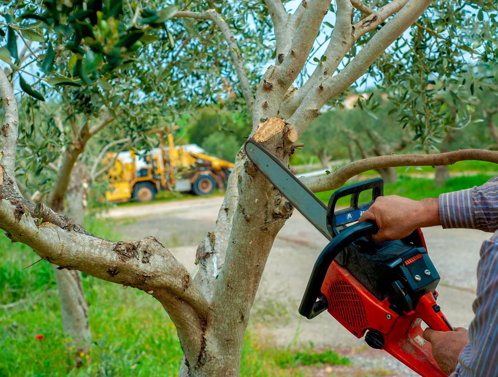 Person using a red chainsaw to cut a branch from an olive tree in a sunny outdoor setting. 