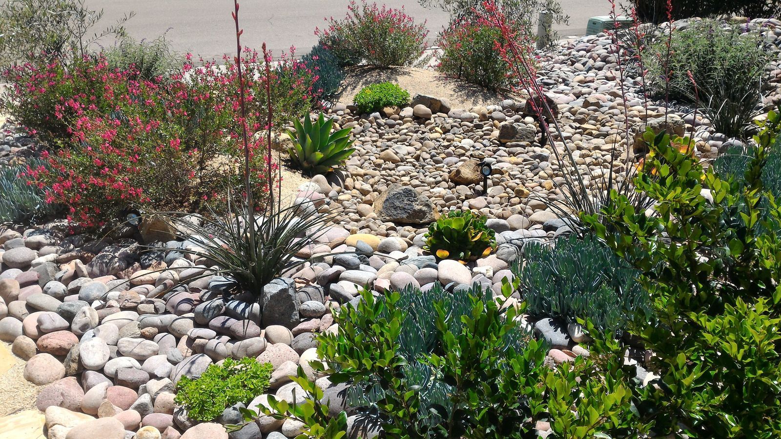 A rock garden with various green and red flowering plants, with a sunny background and gravel.